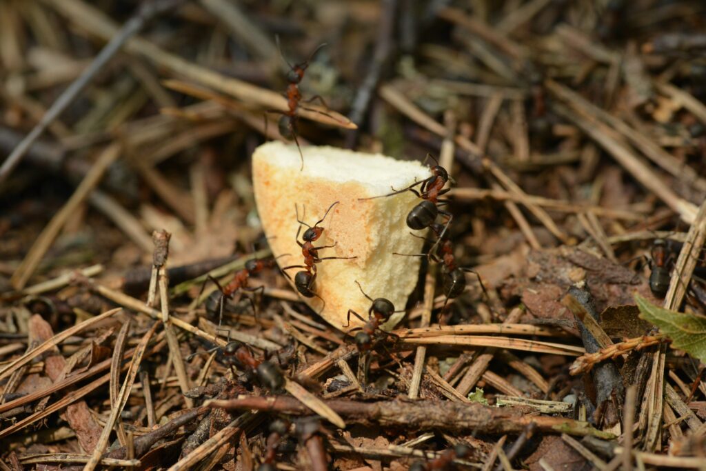 Pedaço de matéria orgânica sendo carregado por formigas, num chão de mata com vegetação rasteira.